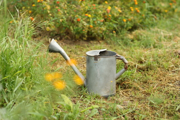 il giardino di Misa