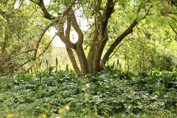 il giardino di Misa